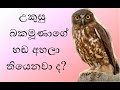 Sound Of Brown Hawk Owl Wilpattu Sri Lanka උකුසු බකමුනාගේ හඬ