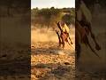 Amazing Camels Behavior At Meeting Thari Camel