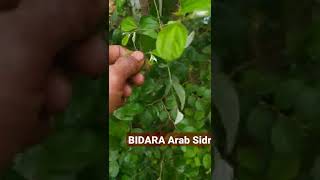 Download lagu Sidr Bidara Plant to Ward Off Magic mp3