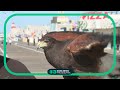Ocean City Unleashes Birds Of Prey To Fend Off Seagulls