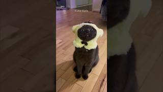 Cats being cute and funny #funny #cat #videos #pets #cute