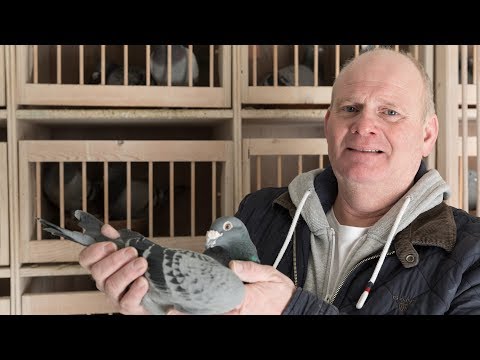 WHZB/TBOTB 2017 Winners - 1st Ace pigeon Dave van Zon, Amsterdam (with English subtitles)