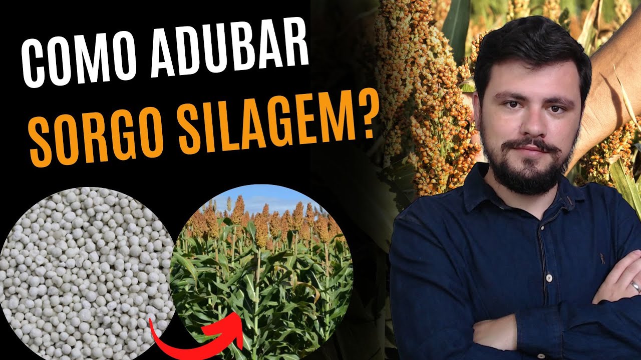 Como fazer Adubação para Sorgo para silagem
