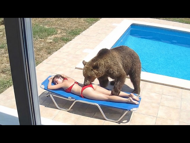 When Animals Think No One’s Watching 😂 Backyard Edition SDDEFAULT Thumbnail
