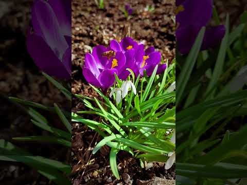 Cultivating Joy: Plants for Well-being & Pollinators