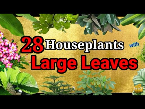 image-What are ovate leaves?
