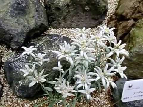アルパインエーデルワイス 植物