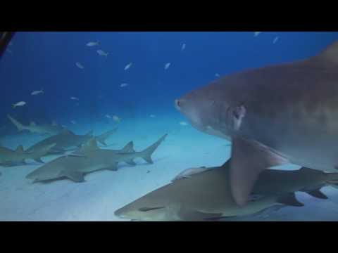 Tauchvideo Tiger Beach