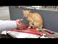 Hungry Orange Cat Wants Food From Me