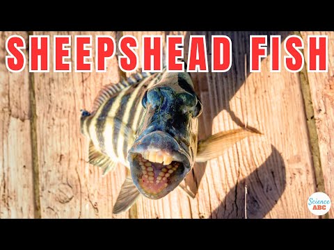 , title : 'Sheepshead Fish: The Fascinating Fish With Human Teeth!'