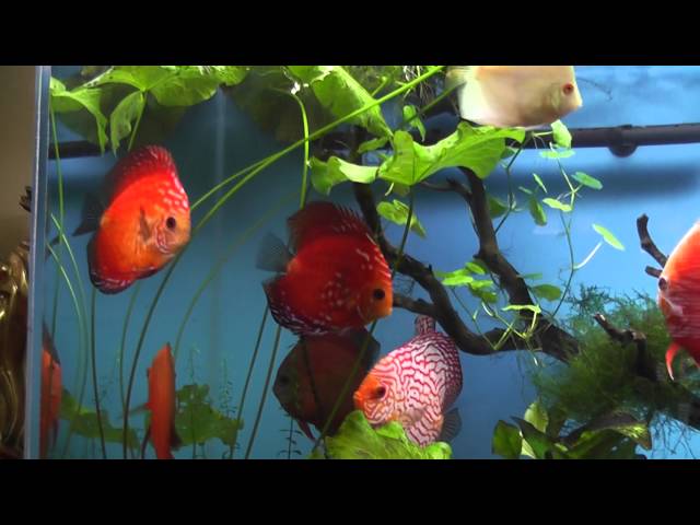 Discus Fish from Kenny's May 2014 shipment
