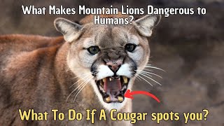 How Dangerous are Cougars to Humans | What Makes Mountain Lions Dangerous to Humans