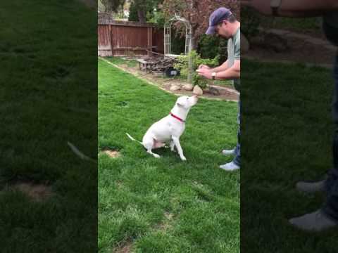 Kron, an adopted Pit Bull Terrier Mix in Eagle, ID_image-1