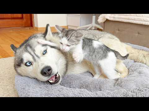 YouTube 썸네일