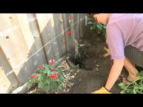 Espalier With Valya Boutenko 2 of 2