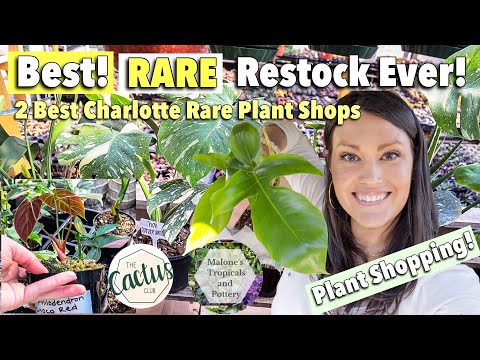 2 BEST Rare Plant Shops In Charlotte | Rare Plant Restock | Plant Shop With Me | Wishlist Plant Haul