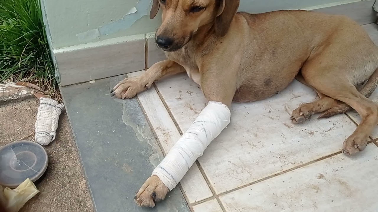 cadelinha abandonada com a pata quebrada coloquei tala para calcificação do osso .