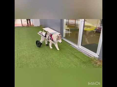 犬用車いすに乗る11歳のシベリアンハスキー