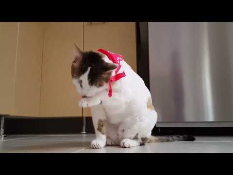 #shortsvideo#shortsvideo #funny #viral #