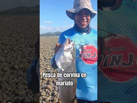 Pesca de corvina en mariato de veraguas panamá #pargosactivos