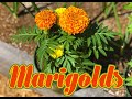 Marigolds at Lavender Fields Herb Farm