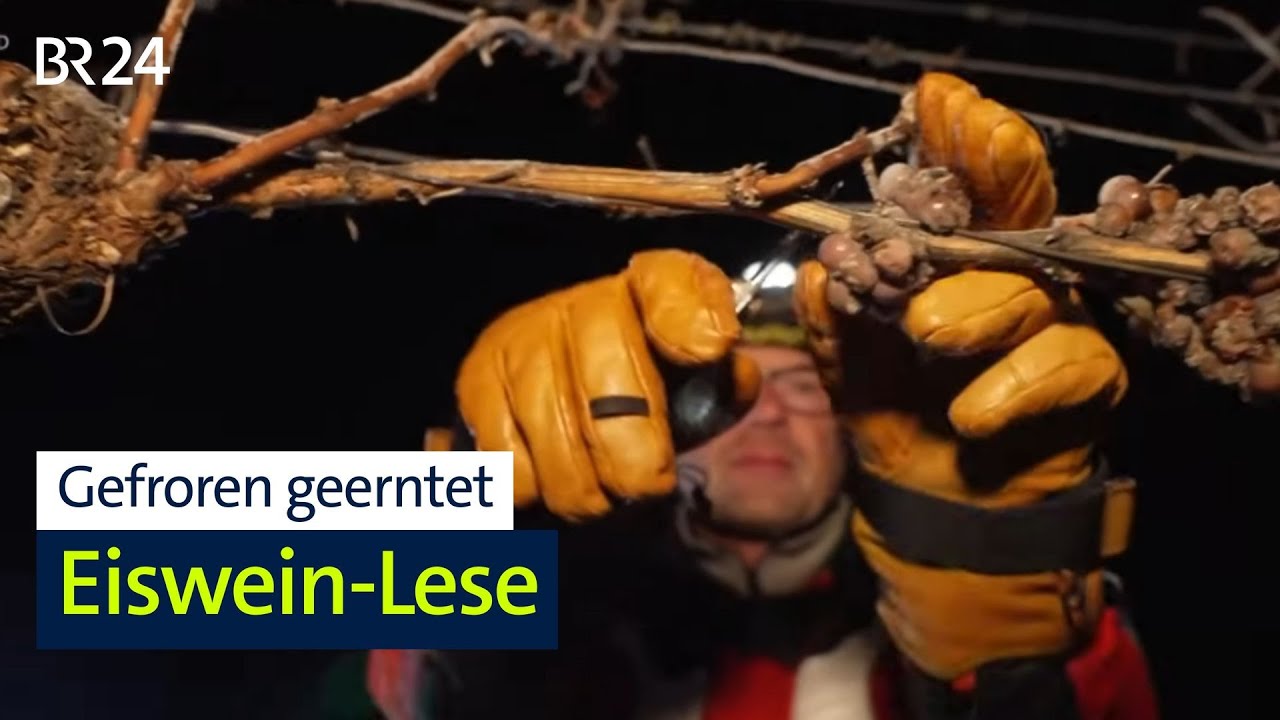 Minusgrade am Weinberg: Erste Eiswein-Lese für fränkische Familie seit neun Jahren | BR24