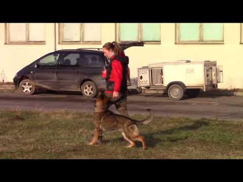 Oudrey z Jukasu - obedience - 11 months