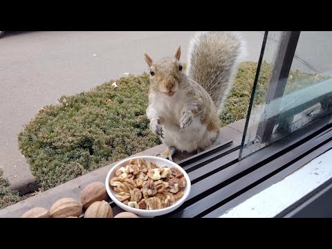 Squirrels' reactions to hickory nuts