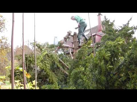 ⛔🌳BAUMSCHNITT EIBE🌩☣🌳