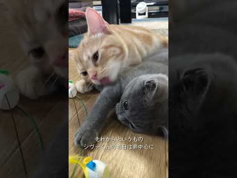 弟ができたら、ニャン生バラ色になりました#猫のいる暮らし #猫兄弟 #ブリティッシュショートヘア #猫動画 #シヴァ王生誕祭