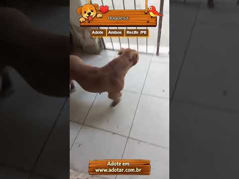 Vídeo de duquesa