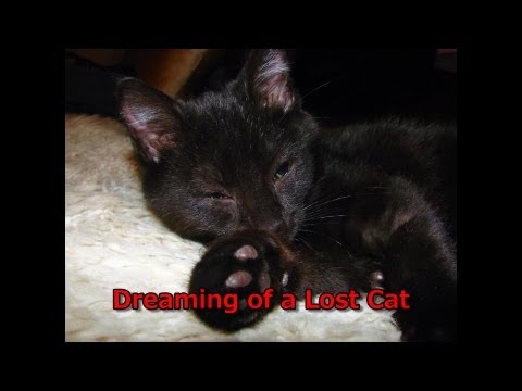 Lucid Dream - Dreaming of my Lost Cat