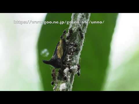 卵を守るサファイアツノゼミ？　 Centrotypus sp.