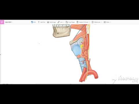 Common Carotid Relations 4
