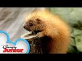 Baby Porcupines | Disney Animals Special Delivery with T.O.T.S. | Disney Junior
