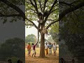 Komodo Dragon Attacks Nest Eagle Fights Back