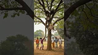 Komodo Dragon Attacks Nest – Eagle Fights Back!