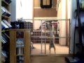 Dog Climbs Baby Gate