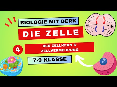 Die Zelle | 4 | Der Zellkern & Zellvermehrung  | 7 - 9 Klasse