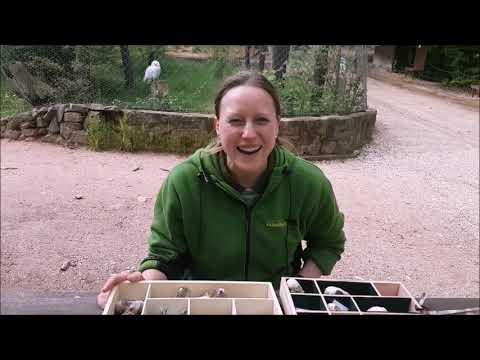 Online Erdei Iskola 1. rész # Pilisi Parkerdő Zrt. - Budakeszi Vadaspark