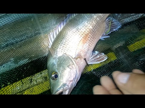 EP268:PART1-PANGINGITANG SA ILOG (OVERNIGHT FISHING)