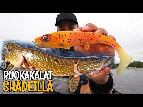 HAUKEA HOSTAGEVALLEYN JIGEILLÄ - HAUEN HEITTOKALASTUS JA SHÄDIUISTELU