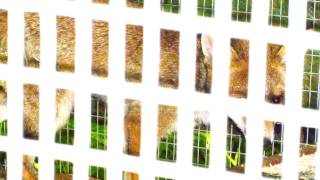 Fieldsports Britain – Animal charity releases foxes next to chicken run, episode 85