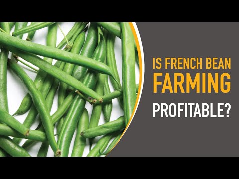 Is Potato Farming Profitable