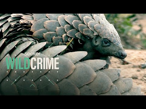 為什麼最奇怪的哺乳動物也是被販賣最多的？ (Why the Strangest Mammal is Also the Most Trafficked)