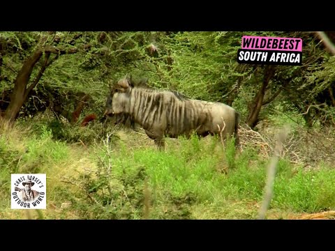 Challenging Hunt for Blue Wildebeest in South Africa