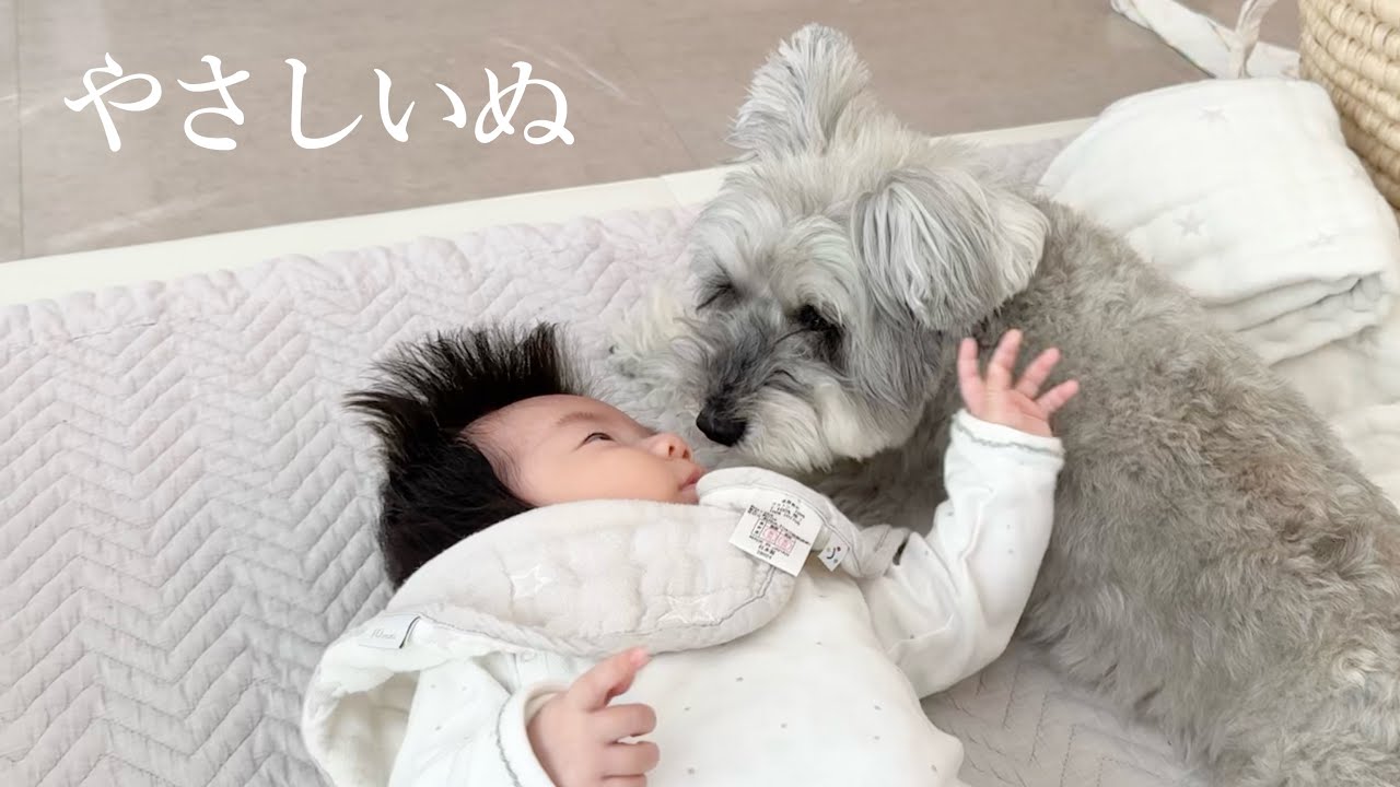 子どもを見守り続けて８年。優しすぎる犬の日常｜シュナウザージジトト