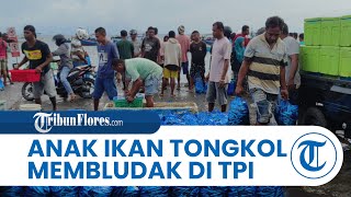Anak Ikan Tongkol Membludak di TPI Maumere Dijual per Tas Plastik 20 Ribu dan 30 Ribu