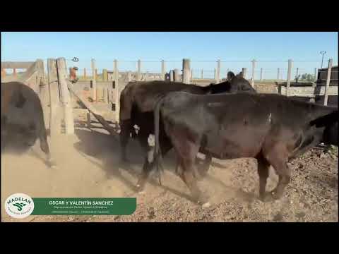 QUEQU _ 33 VACAS para INVERNADA en BEAUGUEY, CARLOS TEJEDOR BUENOS AIRES 25 11 2025