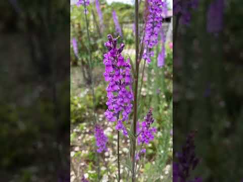 jardin-méditerranéen-fleurs-ruges-pot-argile-grand jardin méditerranéen